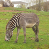 Zoos en Europe