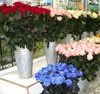 Fleuristes à Rennes  