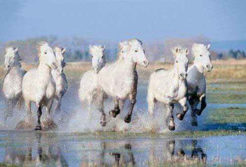 La Camargue