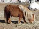 PoneyRox0r
